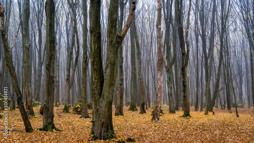 Rezerwat przyrody Las Zwierzyniecki, zamglony las, Białystok, Podlasie, Polska