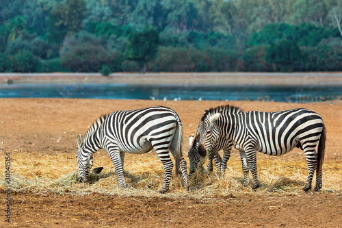 Beautiful zebras