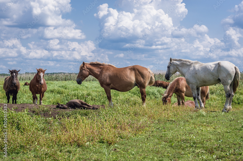 Horses on a grazing land over River Narew in the area of Narew National Park in Poland Horses on a grazing land over River Narew in the area of Narew National Park in Poland