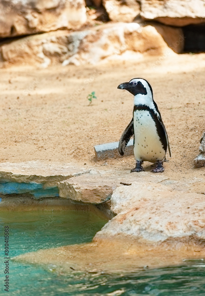 Fototapeta premium beautiful south african penguin