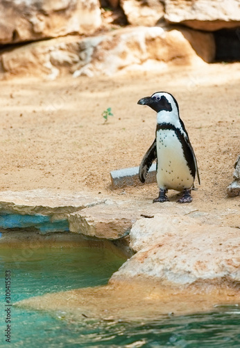 beautiful south african penguin