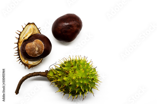 horse  chestnut still in seed hull with part of the  shell and without