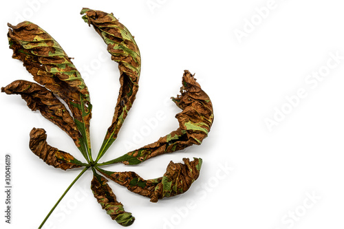 leaf of a horse chestnut infested with the bacterium Pseudomonas syringae