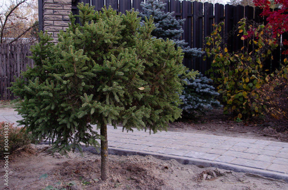 Naklejka premium Background of Christmas tree branches. new year