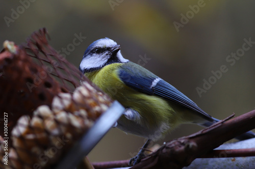 Little blue tit on a feeder with food...