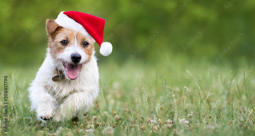 Holiday dog, happy smiling christmas pet puppy running with santa hat, web banner with copy space - obrazy, fototapety, plakaty 