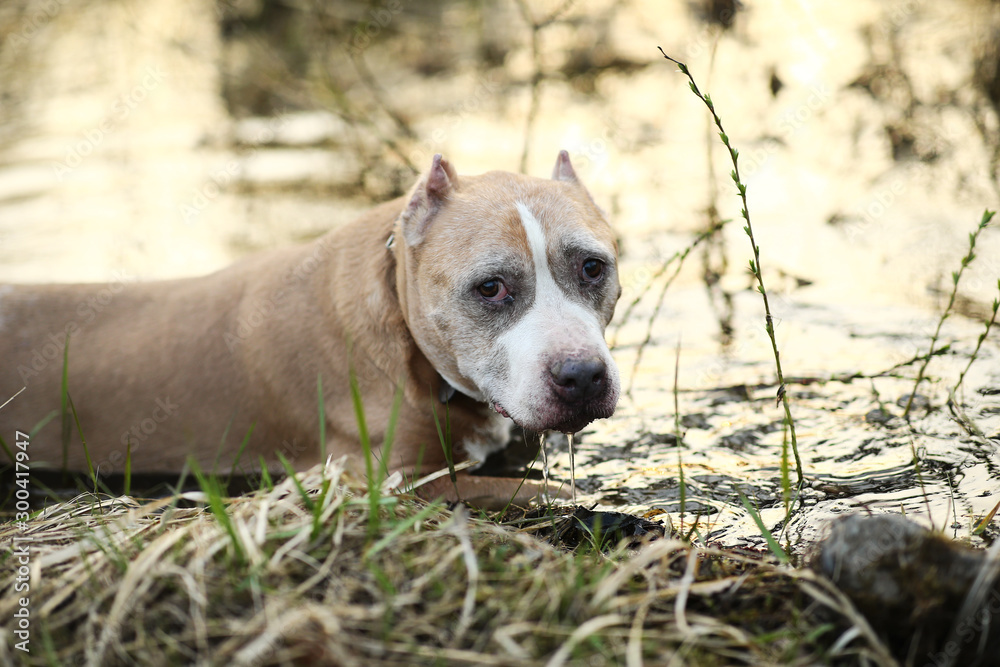 Staffordshire Bull Terrier walking on lonely road in forest