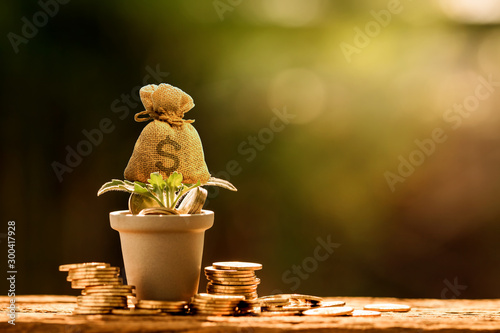 Farming the tree as a money bag in flower pot with growing value and coin put on the wood on sunlight in the public park, Saving money and loan for asset management for investment concept. photo