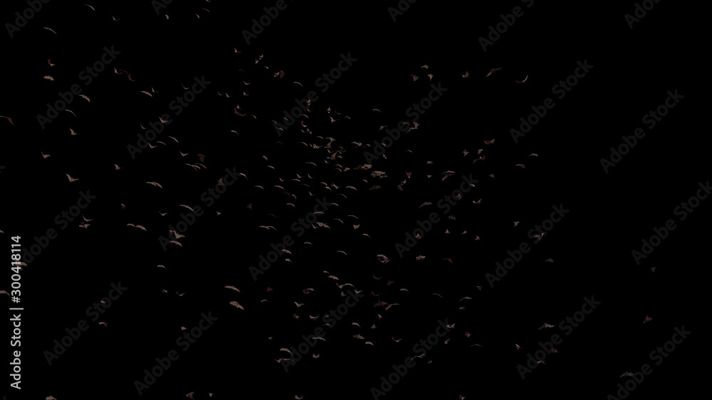 large group of flying foxes, mega bats isolated on black background