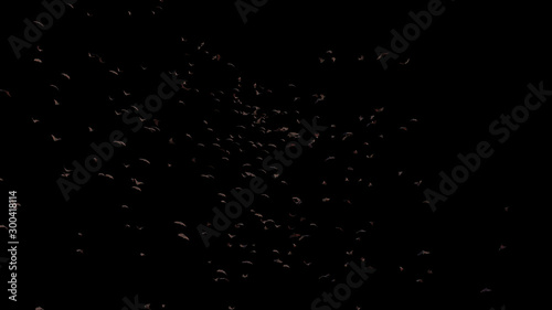 large group of flying foxes  mega bats isolated on black background