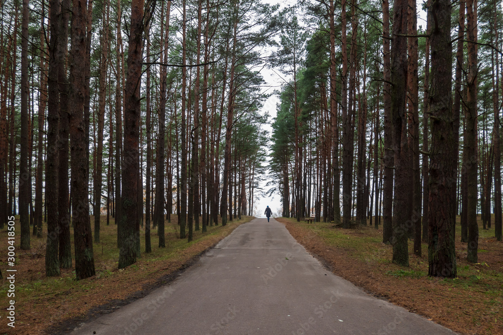 An asphalt footpath passes through a pine forest towards the sea. In the distance, the figure of a leaving woman in winter clothes is visible. Scenery. Background. Estonia. Tallinn