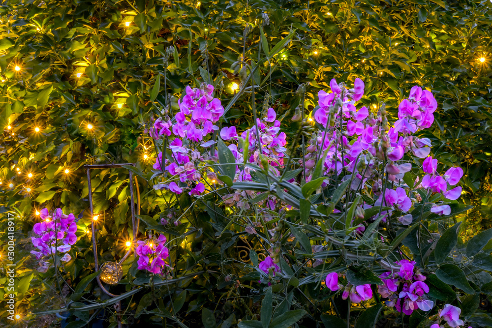 Naklejka premium Wild sprawling pink vetch (Vicia) in a garden. In the background you can see ivy with many little lamps, which glows in the dusk.