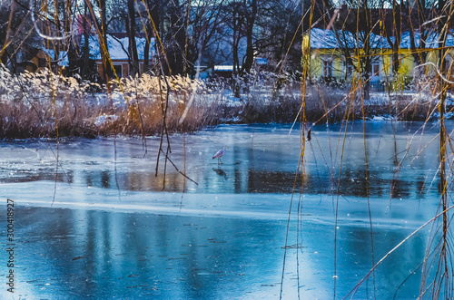 Fototapeta Naklejka Na Ścianę i Meble -  Ice and snow at a rural pond in Berlin, Germany, with a crane (Gruidae) on the ice.