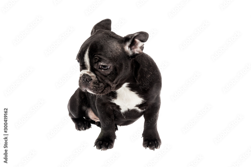 Tender mascot - black french bulldog baby, photo on white background