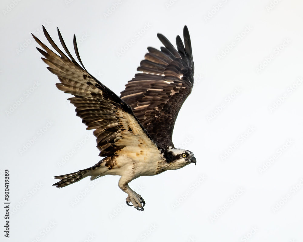Obraz premium Osprey flying with a white background