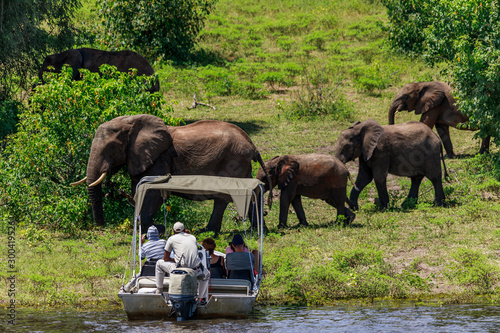 Boat Safari photo