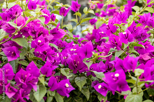 Bougainvillea Bush in bloom - purple flowering bush