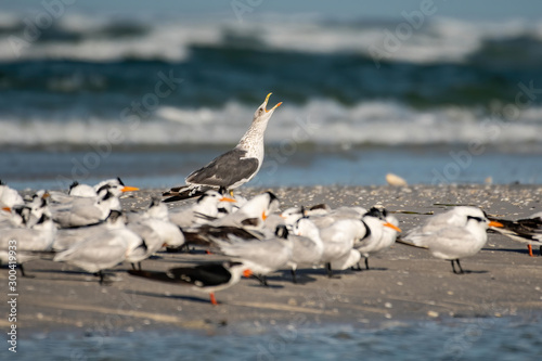 Lesser black backed gull in a flock of terns on the beach © Karyn