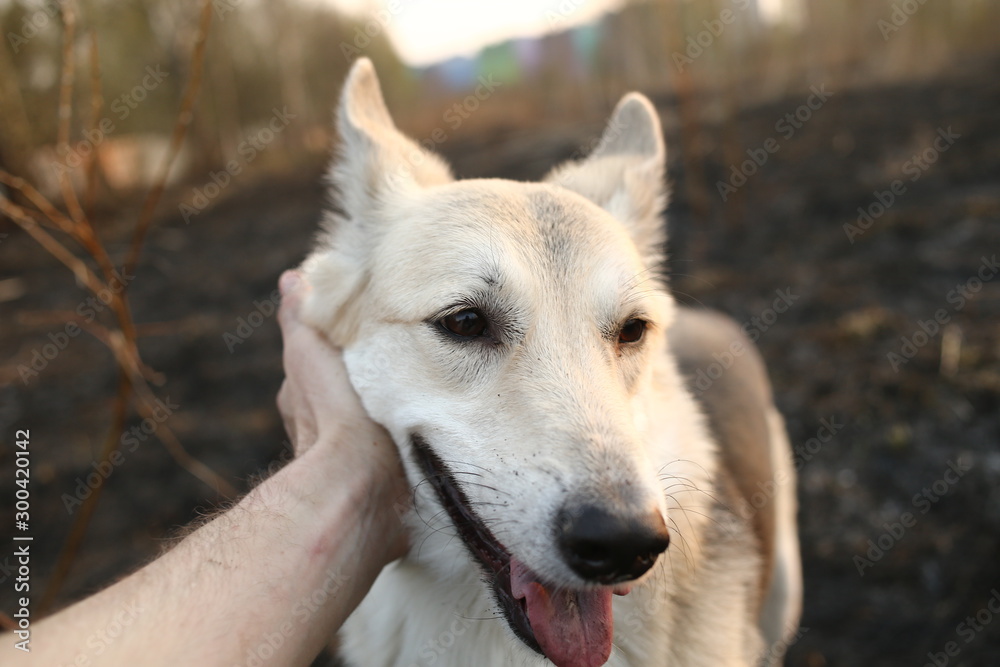Close up view at someone hand caressing gently her dog Close up view at someone hand caressing gently her dog