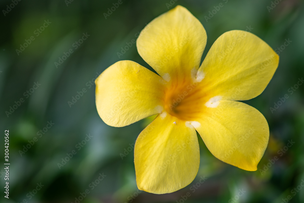 Fototapeta premium Allamandas in full bloom - Florida