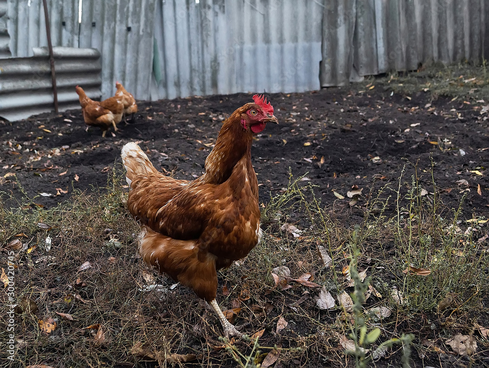 Fototapeta premium breeding of domestic chickens