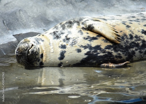 Gray seal (Halichoerus grypus) lying on shallow water