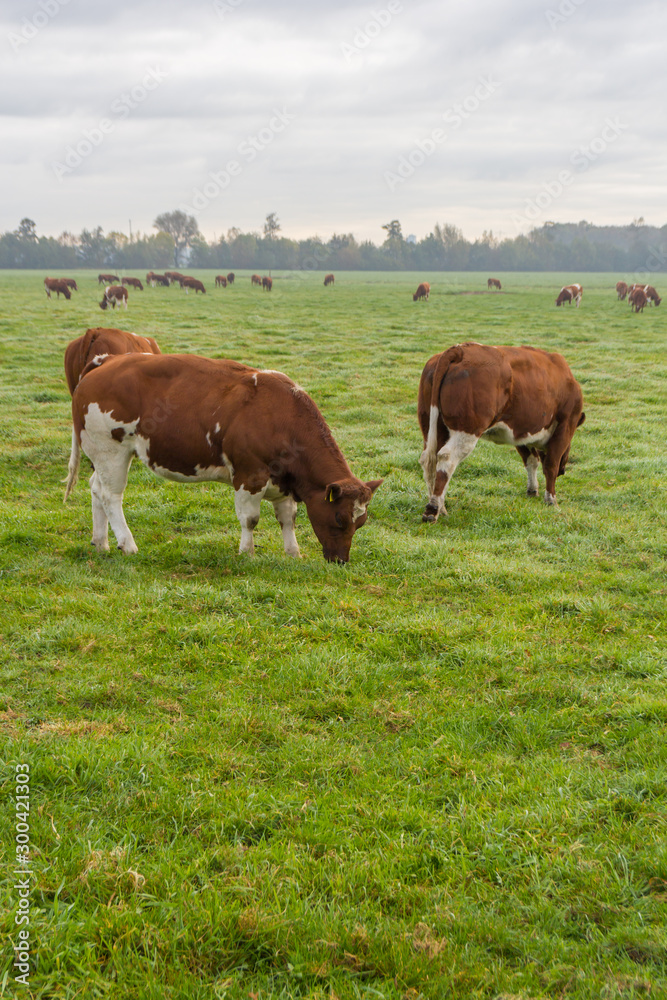 brown and white cattle in a lush summer pasture in dutch field