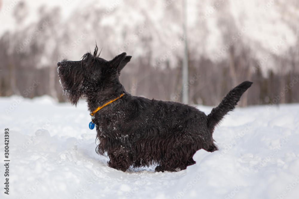 Scottish terrier is posing in a snow - obrazy, fototapety, plakaty 