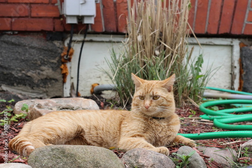 Cat laying down