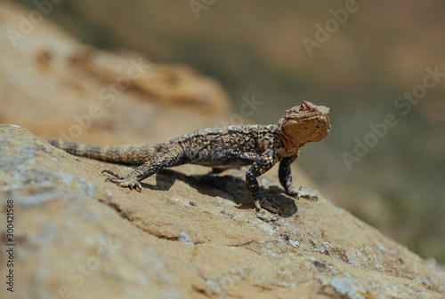 Lizard basking under the sun in Georgian mountains