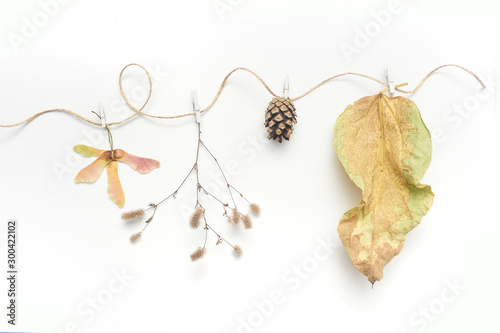 Isolated autumn leaves, plants and rope with place for your text on white background. fall flat lay, top view creative objects. Elements for Thanksgiving day design