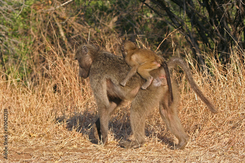 Scimmie africane