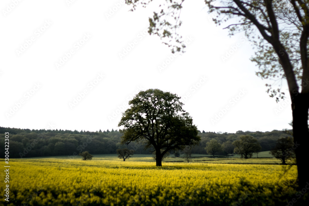 Tree in a Field 