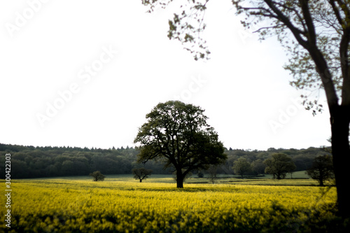 Tree in a Field 