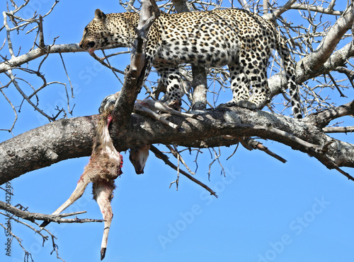 Leopardi africani