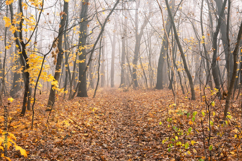 Late autumn foggy forest, outdoor background © e_polischuk