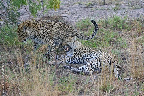 Leopardi africani