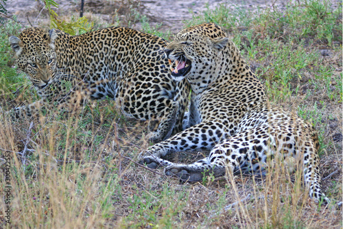 Leopardi africani
