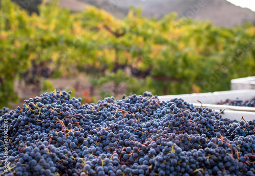 Bin of wine grapes harvested at vineyard photo