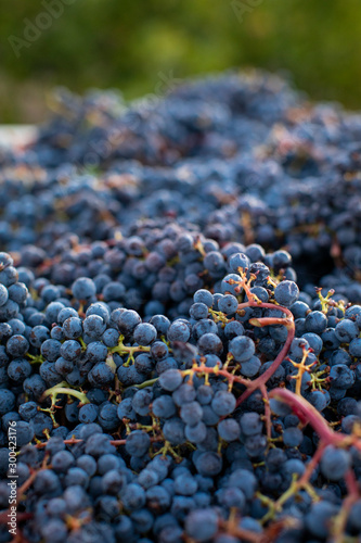 Bunches of freshly harvested red wine grapes photo