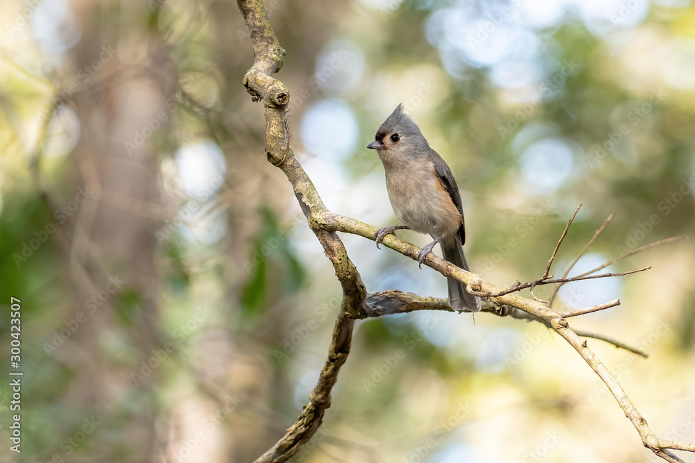 Small gray tufted titmouse perched Small gray tufted titmouse perched