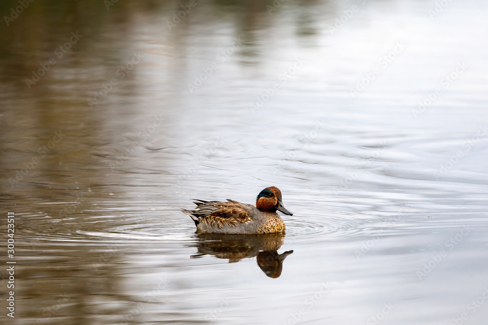 Teal, surface duck. Family Anatidae - Anas crecca Teal, surface duck. Family Anatidae - Anas crecca