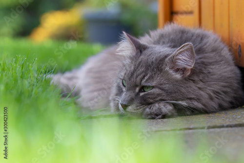 Graue Katze hat den Kopf auf die Pfote gelegt und ruht sich im Gras aus