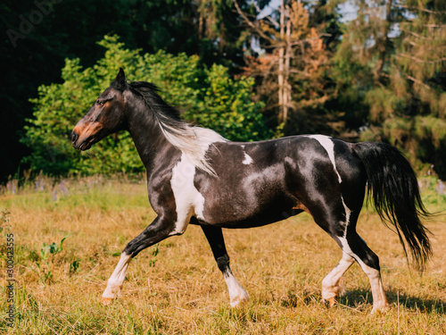 running painted country horse in a rural country side