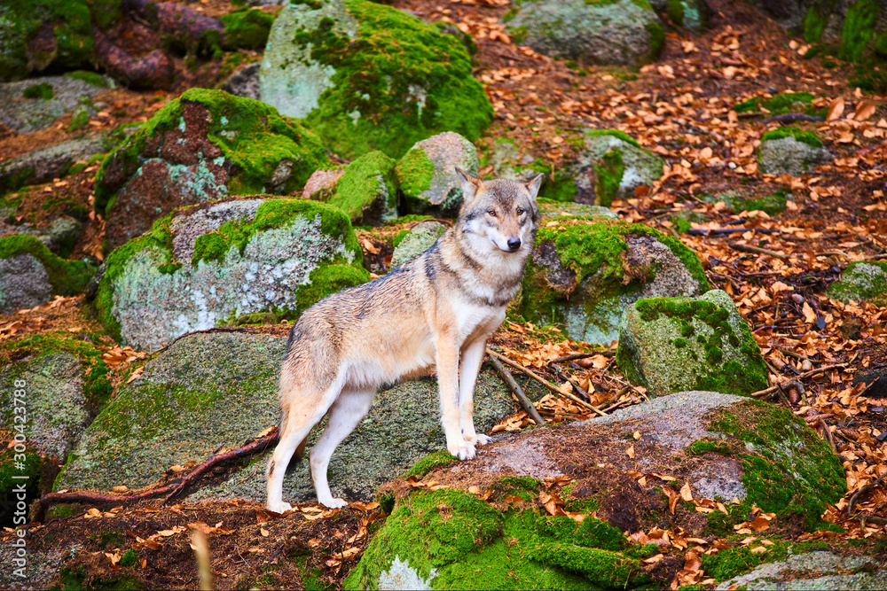 The wolf (Canis lupus), also known as the gray or grey wolf in natural habitat The wolf (Canis lupus), also known as the gray or grey wolf in natural habitat