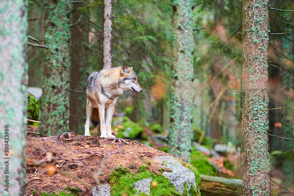 Fototapeta premium The wolf (Canis lupus), also known as the gray or grey wolf in natural habitat