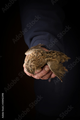 Man holding wild quail in hand. Wildfowl hunting.