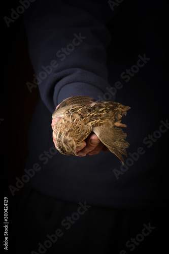 Man holding wild quail in hand. Wildfowl hunting.