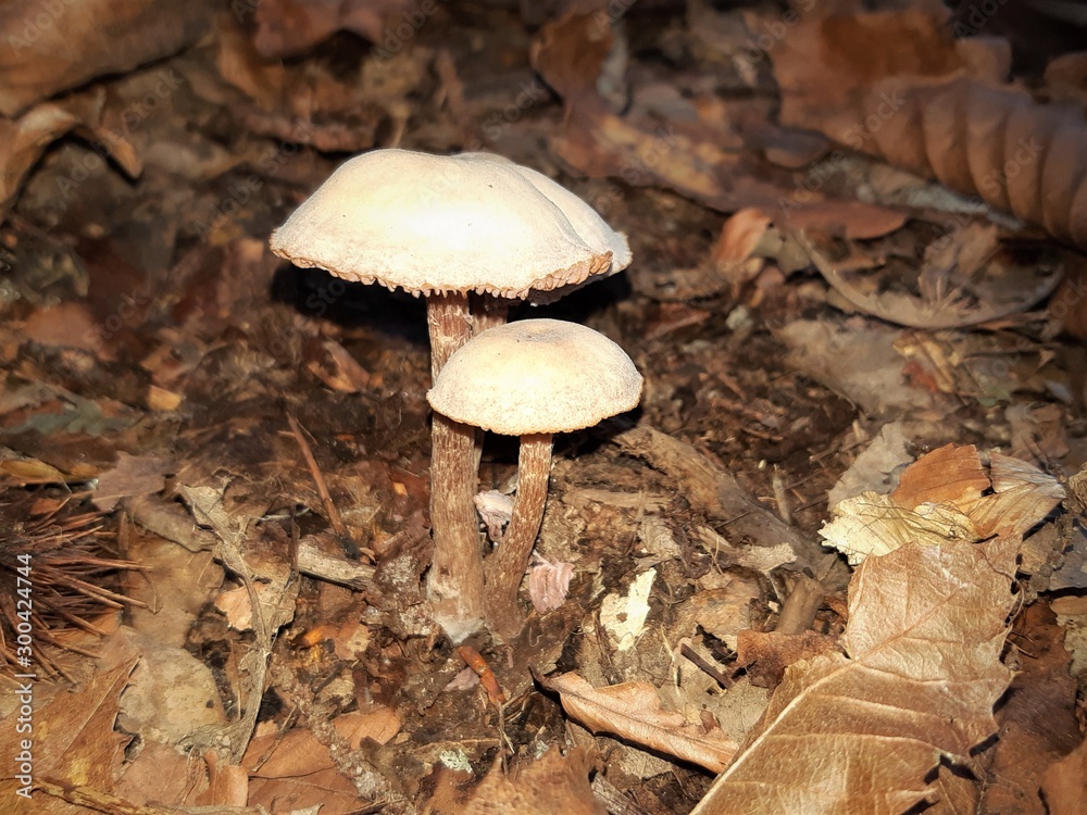 View of the autumnal undergrowth with mushrooms View of the autumnal undergrowth with mushrooms