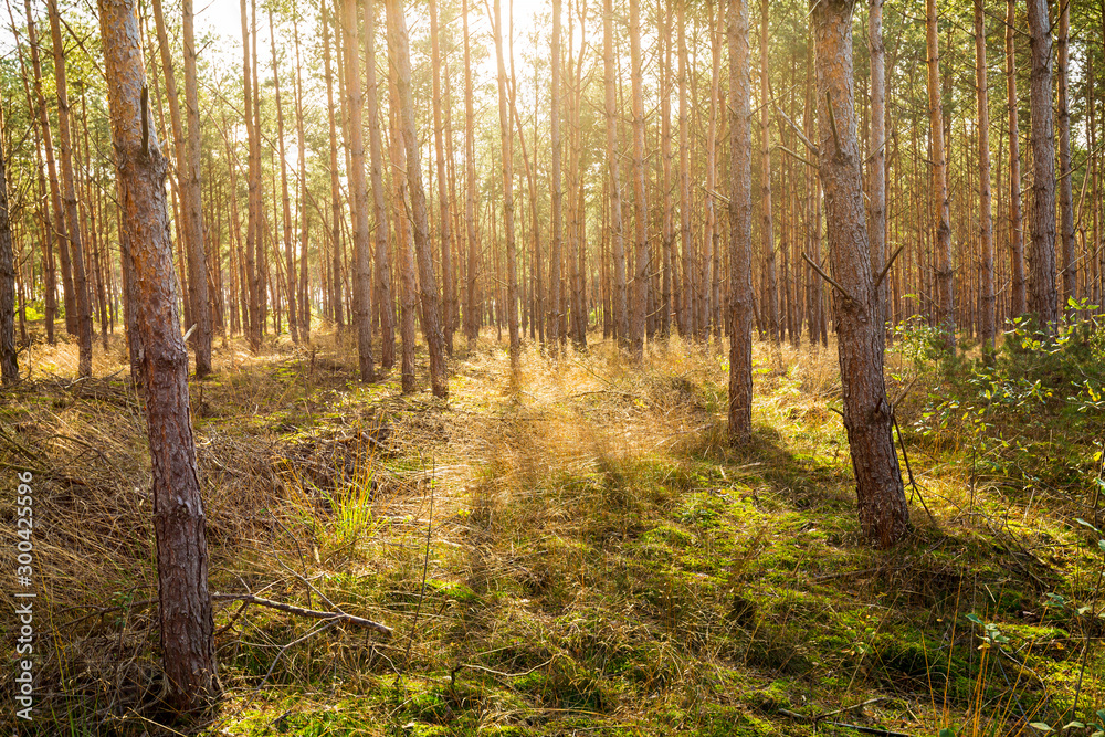 Fototapeta premium Spruce trees forest on a sunny day